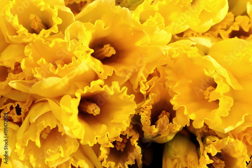 Fototapeta Naklejka Na Ścianę i Meble -  Narcissus - daffodil, a species of amaryliaceous plant species.