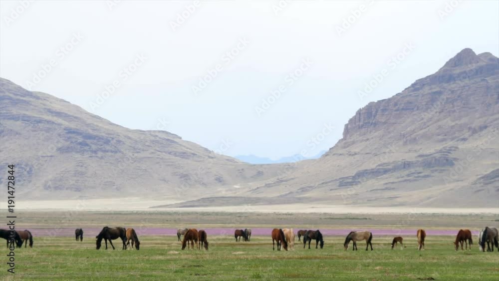 Slow motion wild horse herd grazing in the west desert in Utah Slow motion wild horse herd grazing in the west desert in Utah