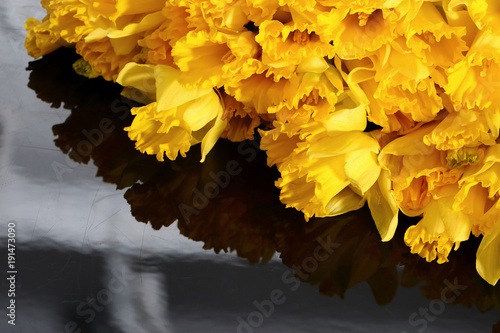 Fototapeta Naklejka Na Ścianę i Meble -  Narcissus - daffodil, a species of amaryliaceous plant species.