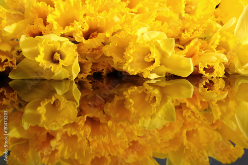 Fototapeta Naklejka Na Ścianę i Meble -  Narcissus - daffodil, a species of amaryliaceous plant species.