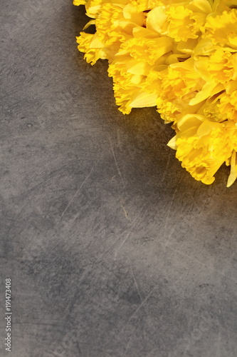 Fototapeta Naklejka Na Ścianę i Meble -  Narcissus - daffodil, a species of amaryliaceous plant species.