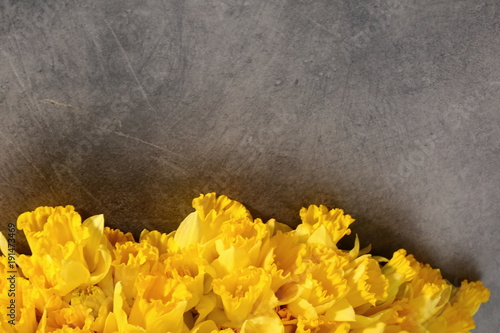 Fototapeta Naklejka Na Ścianę i Meble -  Narcissus - daffodil, a species of amaryliaceous plant species.