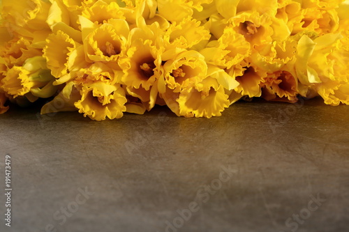 Fototapeta Naklejka Na Ścianę i Meble -  Narcissus - daffodil, a species of amaryliaceous plant species.