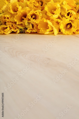 Fototapeta Naklejka Na Ścianę i Meble -  Narcissus - daffodil, a species of amaryliaceous plant species.