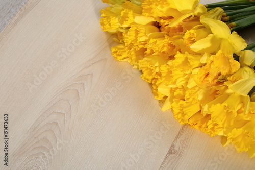 Fototapeta Naklejka Na Ścianę i Meble -  Narcissus - daffodil, a species of amaryliaceous plant species.