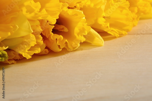 Fototapeta Naklejka Na Ścianę i Meble -  Narcissus - daffodil, a species of amaryliaceous plant species.