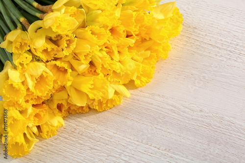 Fototapeta Naklejka Na Ścianę i Meble -  Narcissus - daffodil, a species of amaryliaceous plant species.