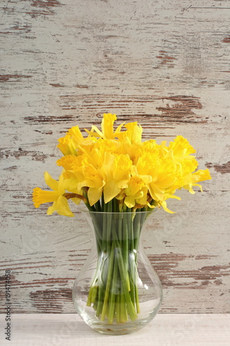 Fototapeta Naklejka Na Ścianę i Meble -  Narcissus - daffodil, a species of amaryliaceous plant species.