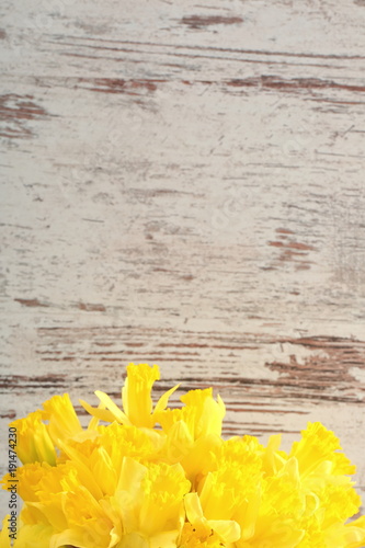 Fototapeta Naklejka Na Ścianę i Meble -  Narcissus - daffodil, a species of amaryliaceous plant species.