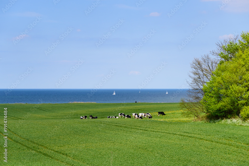 Kühe auf der Weide an der Ostseeküste