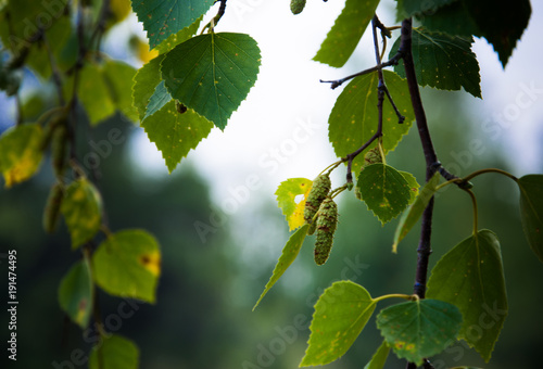 birch branches