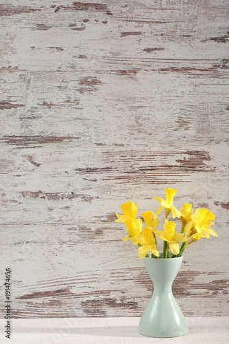 Fototapeta Naklejka Na Ścianę i Meble -  Narcissus - daffodil, a species of amaryliaceous plant species.