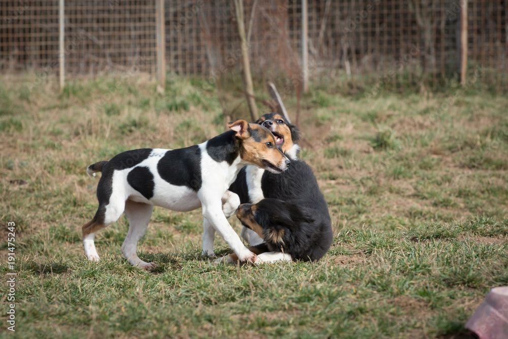 Cute puppies from dogs shelter