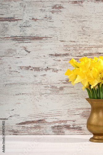 Fototapeta Naklejka Na Ścianę i Meble -  Narcissus - daffodil, a species of amaryliaceous plant species.