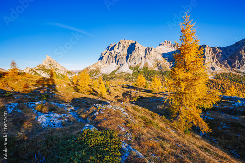 Bright yellow larches glowing in the sunlight. Location Dolomiti Alps, Falzarego pass.