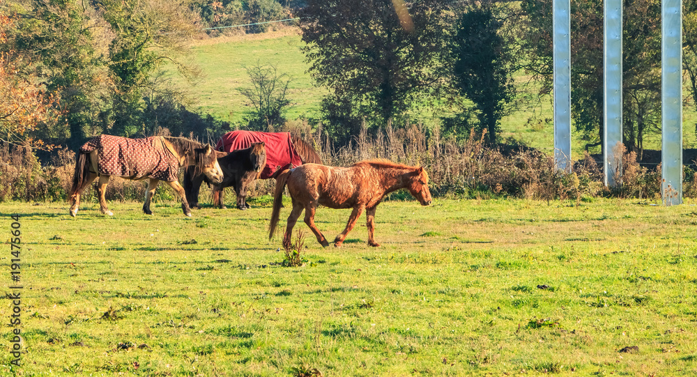 Obraz premium ponies roam in a grass in cold weather