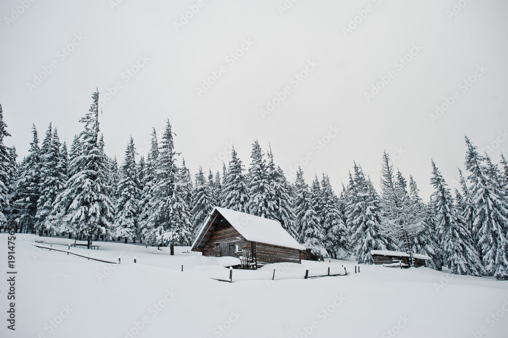 Wooden house at pine trees covered by snow on mountain Chomiak. Beautiful winter landscapes of Carpathian mountains, Ukraine. Frost nature.