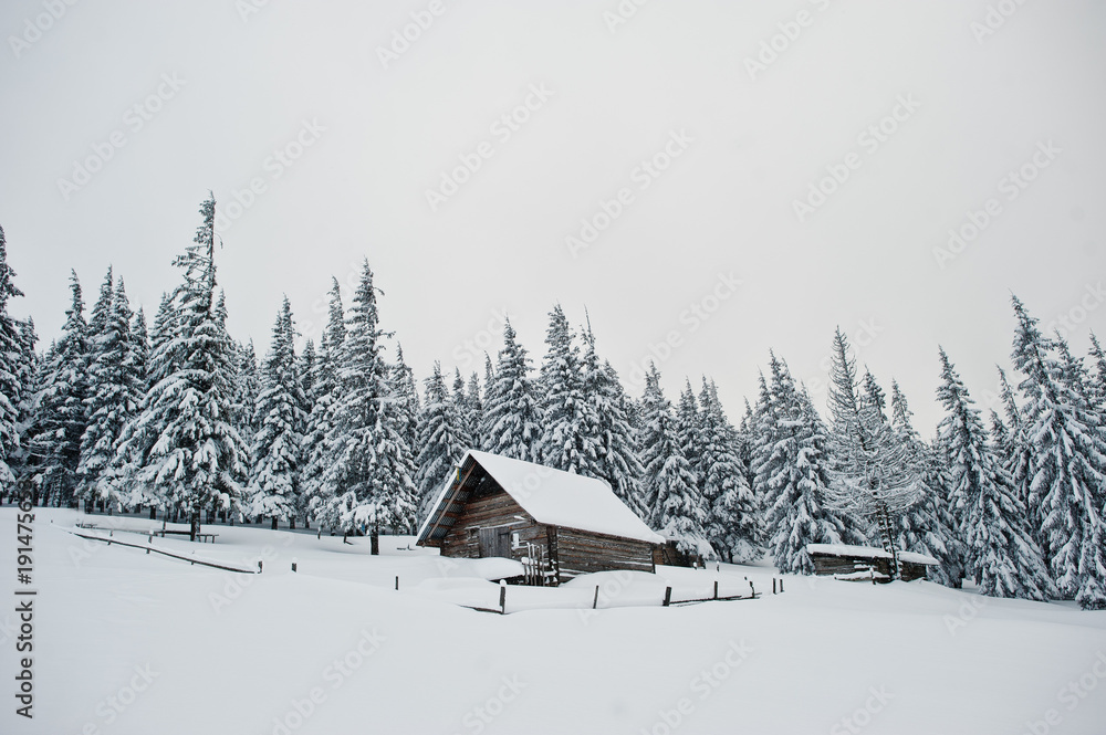 Wooden house at pine trees covered by snow on mountain Chomiak. Beautiful winter landscapes of Carpathian mountains, Ukraine. Frost nature. Wooden house at pine trees covered by snow on mountain Chomiak. Beautiful winter landscapes of Carpathian mountains, Ukraine. Frost nature.