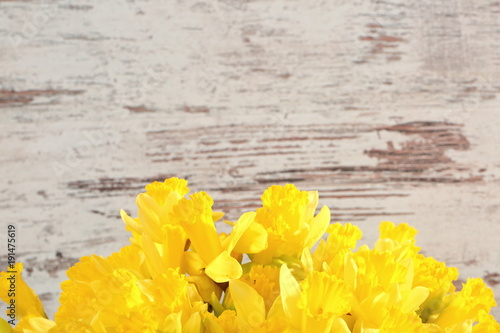 Fototapeta Naklejka Na Ścianę i Meble -  Narcissus - daffodil, a species of amaryliaceous plant species.