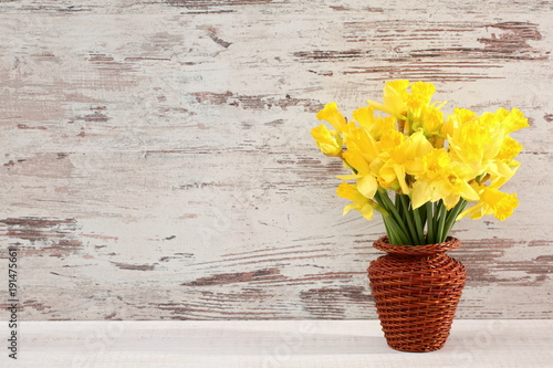 Fototapeta Naklejka Na Ścianę i Meble -  Narcissus - daffodil, a species of amaryliaceous plant species.