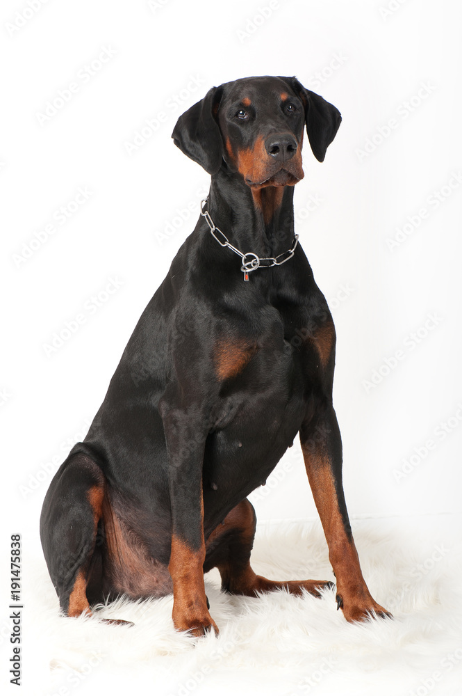 dog breed dobermann big guard protection power muscular black-brown color big ears chain pets domestic isolate
