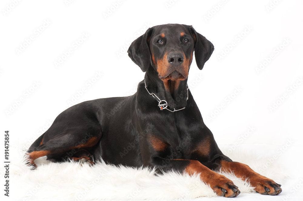 dog breed dobermann big guard protection power muscular black-brown color big ears chain pets domestic isolate dog breed dobermann big guard protection power muscular black-brown color big ears chain pets domestic isolate