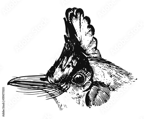 Royal Flycatcher - Onychorhynchus coronatus - Sperlingsvogel
