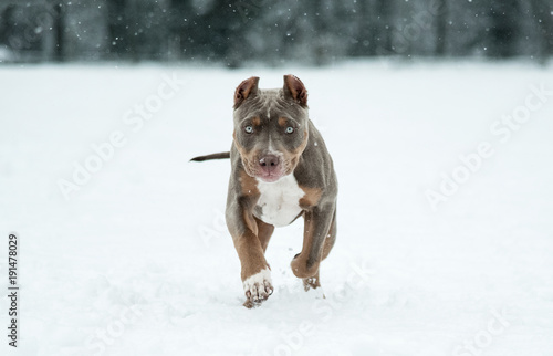 Welpe American Bully Pitbull im Schnee