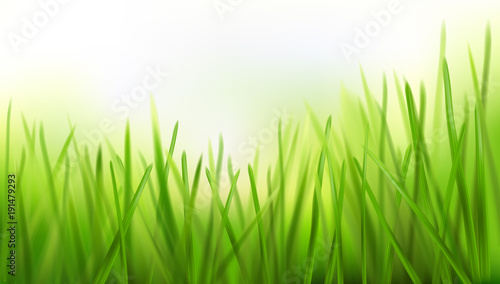 Fresh grass - nature background. Vector illustration.
