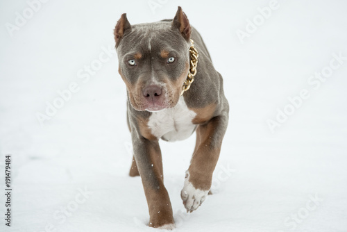 Welpe American Bully Pitbull im Schnee