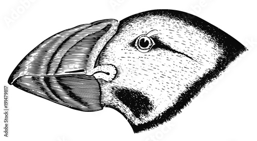 Papageitaucher - Fratercula arctica - Puffin