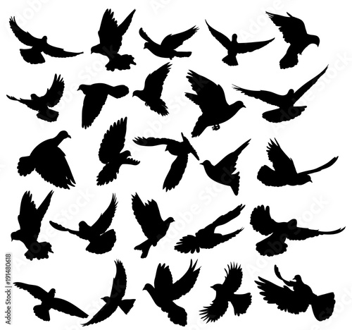 isolated, silhouette of flying birds, set