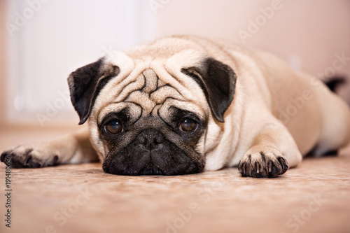 Dog pug lies on the floor