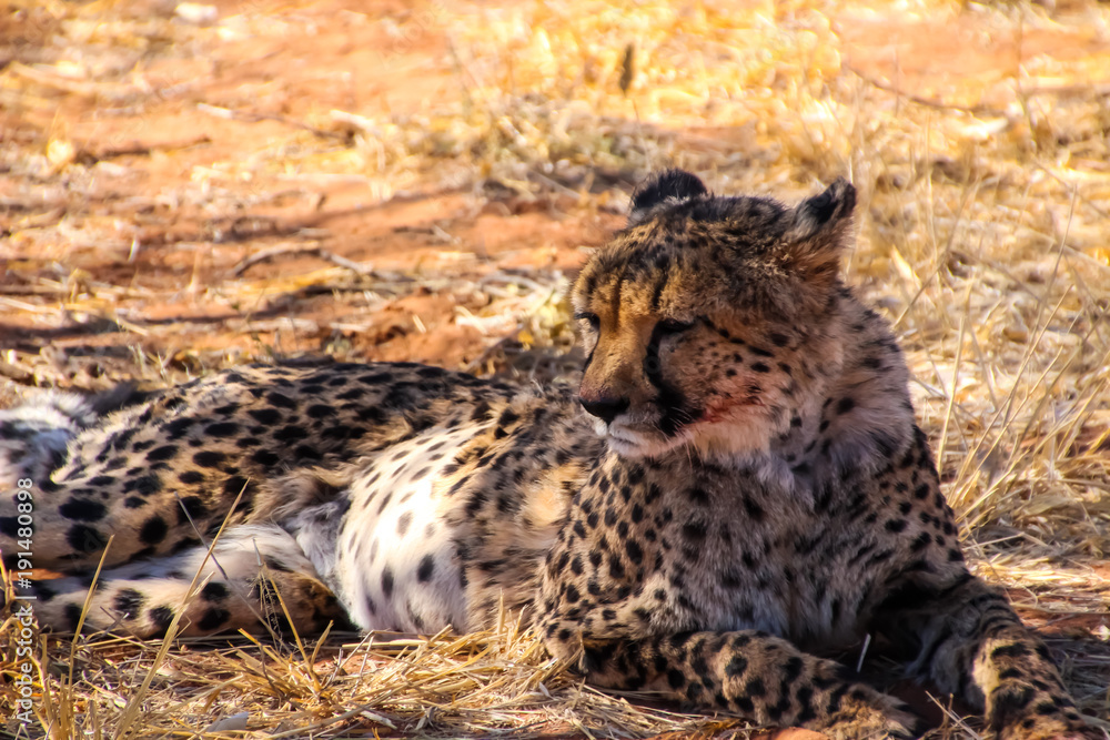 Fototapeta premium Wilde Geparden im afrikanischen Namibia