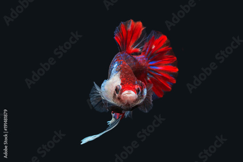 Betta Splendens - Fighting Fish - Kampffisch photo