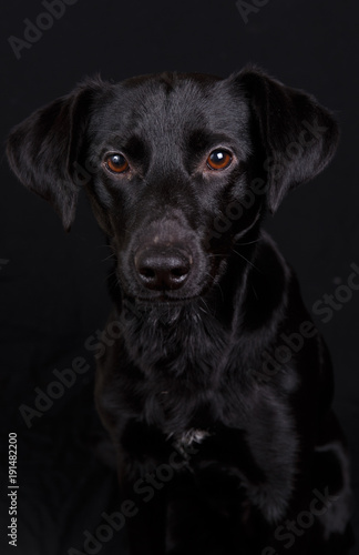 Cute black dog