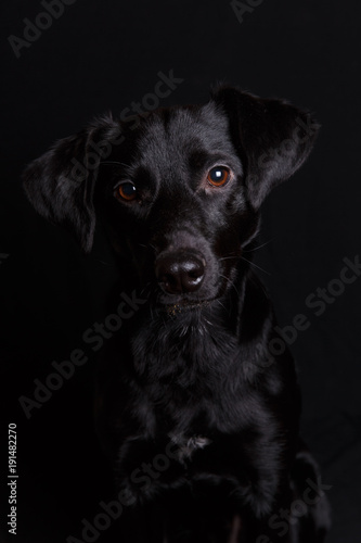 Cute black dog © Alexandr