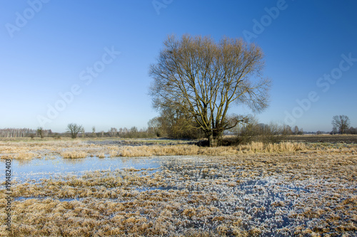 Wallpaper Mural Large tree and a frozen meadow Torontodigital.ca