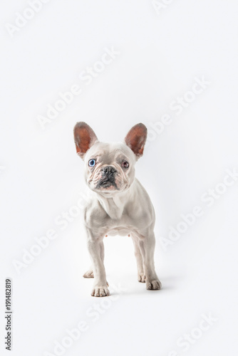 full length view of cute french bulldog standing and looking at camera isolated on white