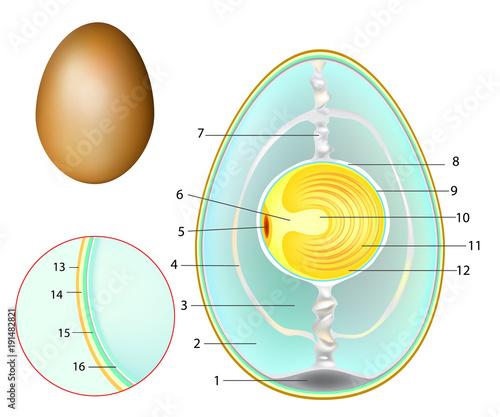 The structure of a chicken egg. Chicken Egg Development