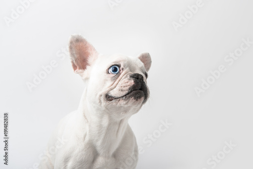 adorable french bulldog puppy isolated on white