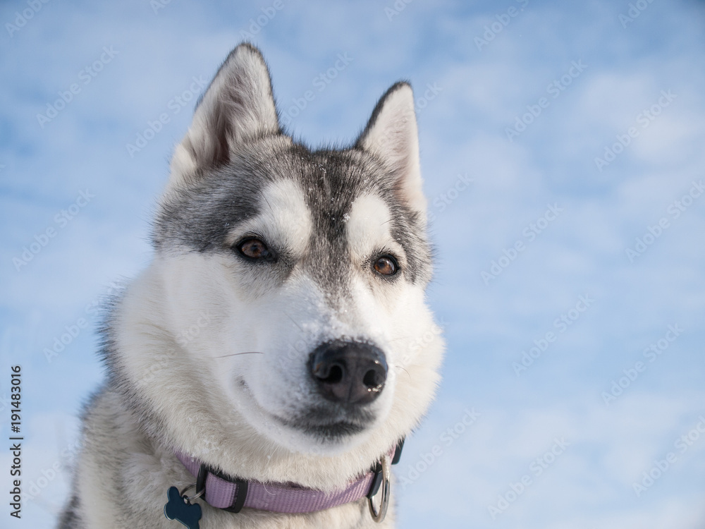 Portrait of a cute Husky dog