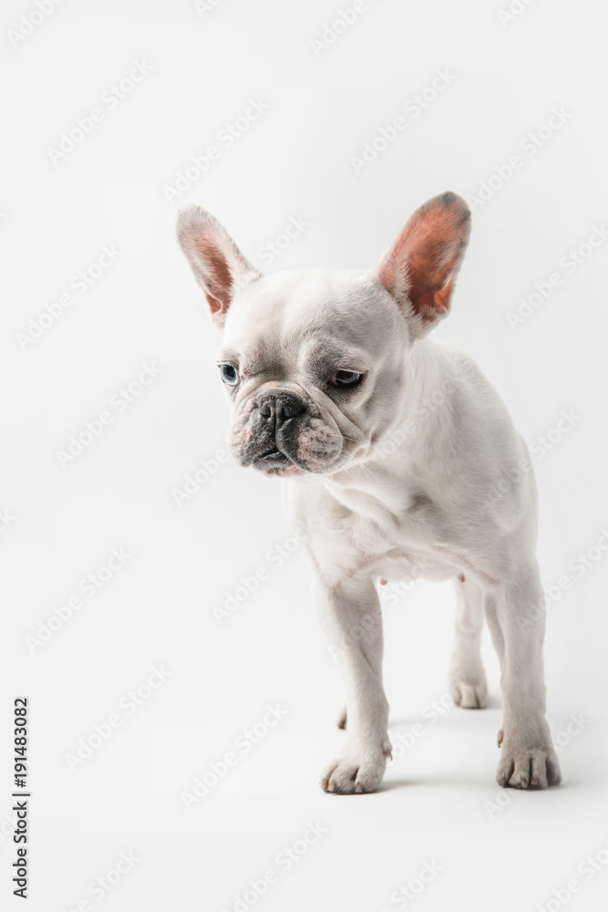 adorable funny french bulldog puppy standing isolated on white