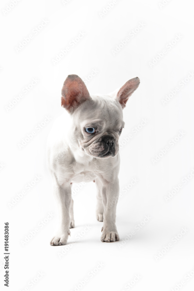 adorable purebred french bulldog looking down isolated on white