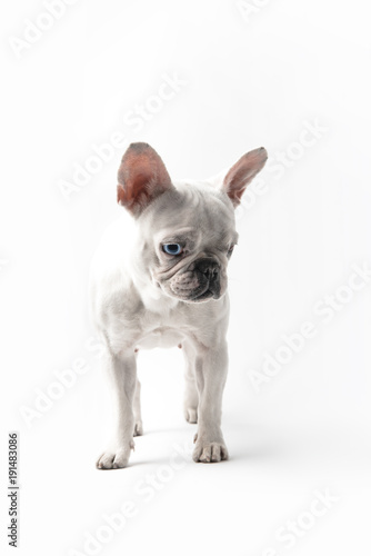 adorable purebred french bulldog looking down isolated on white