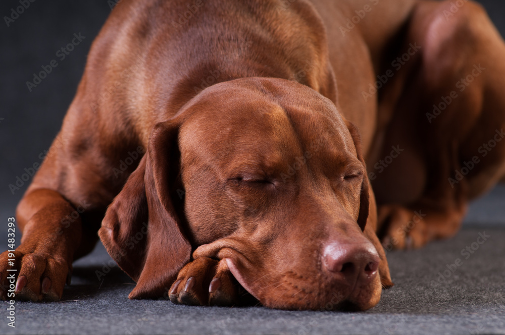 Vizsla studio portrait