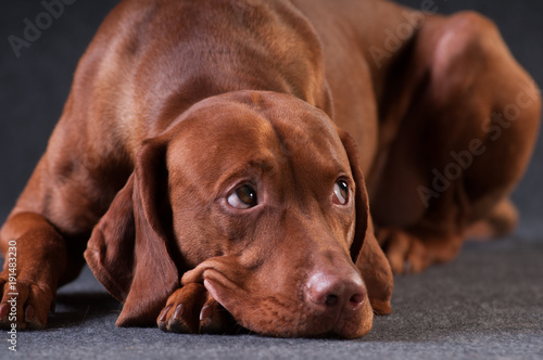 Vizsla studio portrait