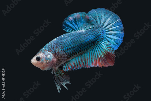 Betta Splendens - Fighting Fish - Kampffisch