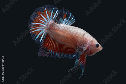 Betta Splendens - Fighting Fish - Kampffisch
