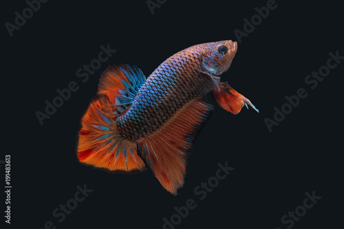 Betta Splendens - Fighting Fish - Kampffisch